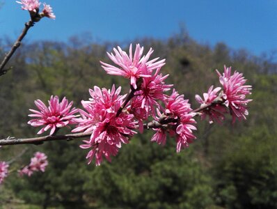 Blooming flowers spring peach valley