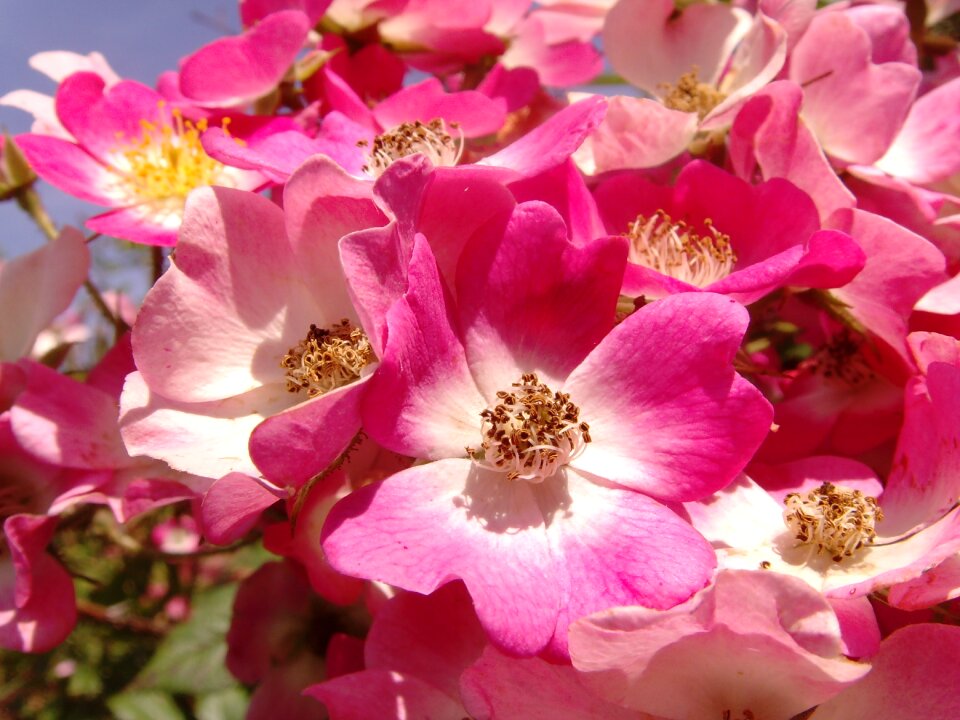 Bloom pink flower