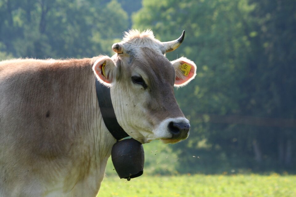 Pasture agriculture nature