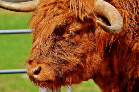 Farm animal animal world