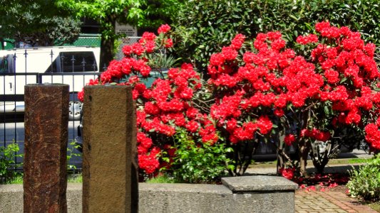 Red but Disappearing