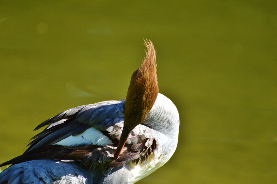 Bird poultry animal