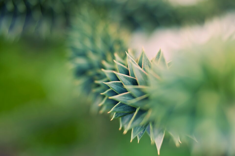 Flower garden grass