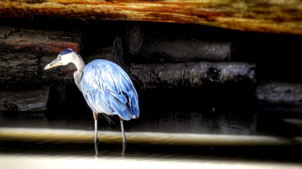 Blues