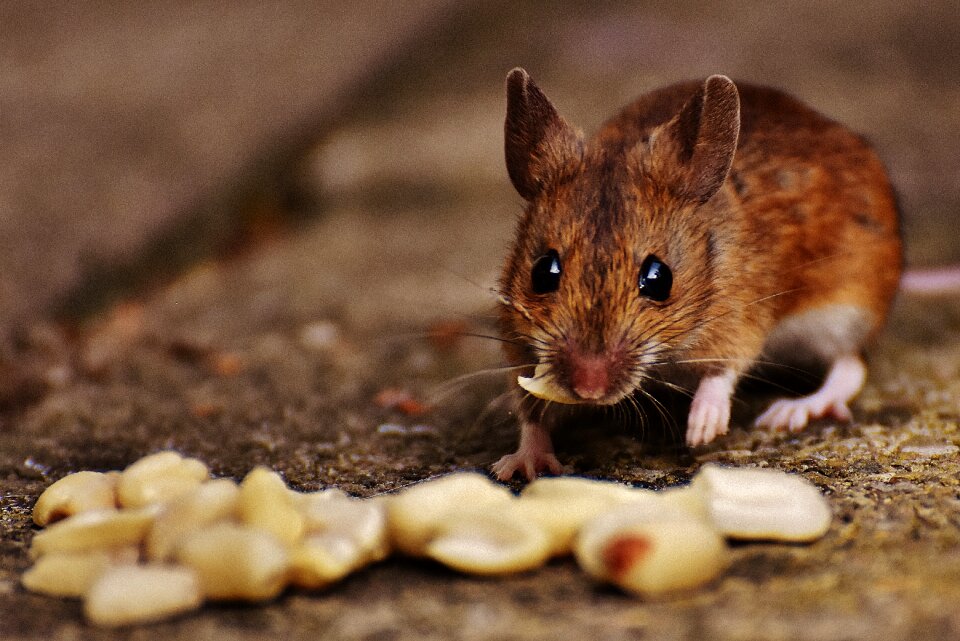 Mammal nager nature