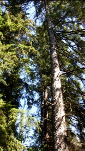 Burnaby's Deer Lake