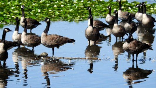 Burnaby's Deer Lake
