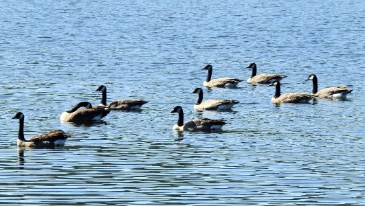 Burnaby's Deer Lake