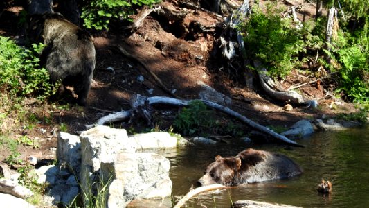 Grouse Moutain by Gondola photo