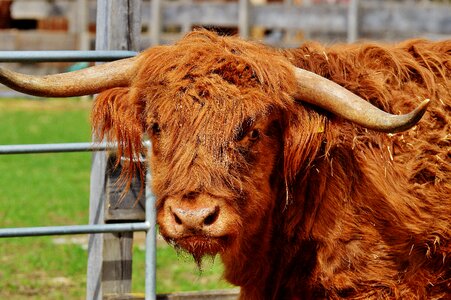 Farm animal animal world