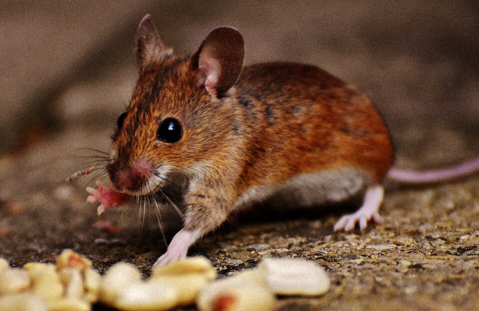 Mammal nager nature