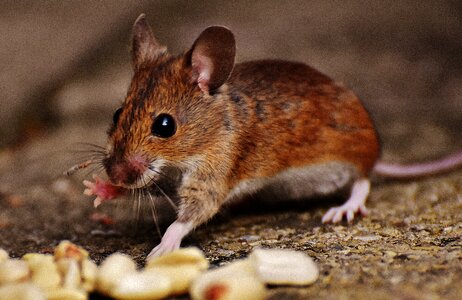 Mammal nager nature