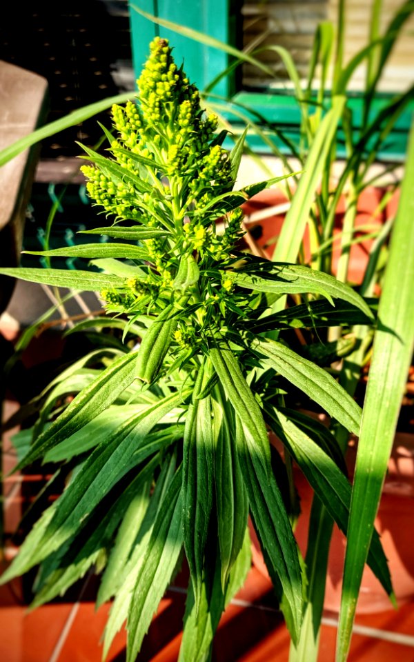 Canadian Golden Rod