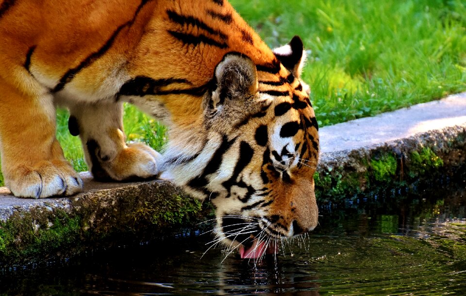 Beautiful dangerous big cat