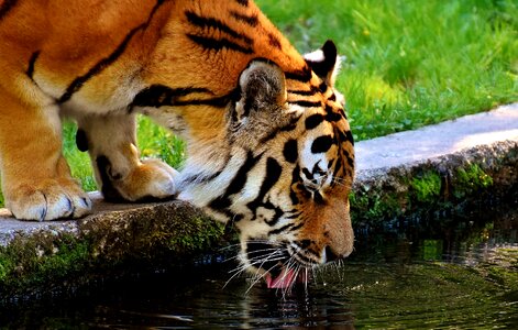 Beautiful dangerous big cat