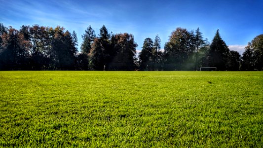 BC Grass (The Athletic Field Kind)