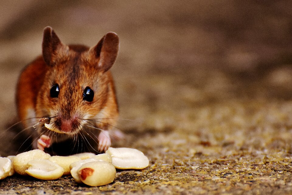 Mammal nager nature