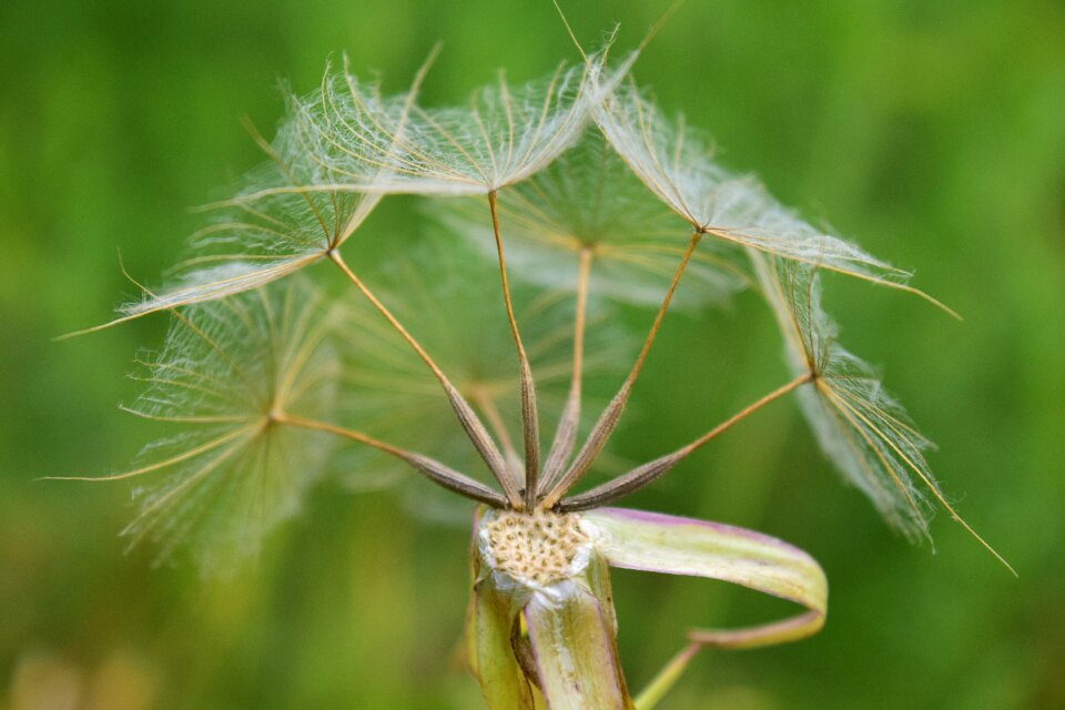 Close up pointed flower seeds