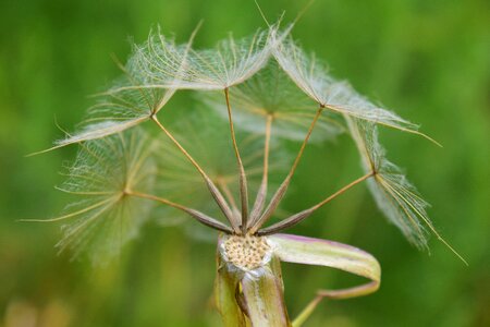 Close up pointed flower seeds