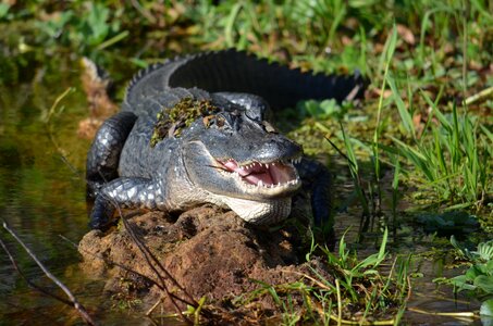 St johns river alligator gators