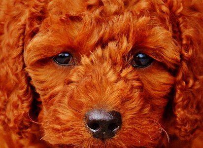 Puppy fur lure