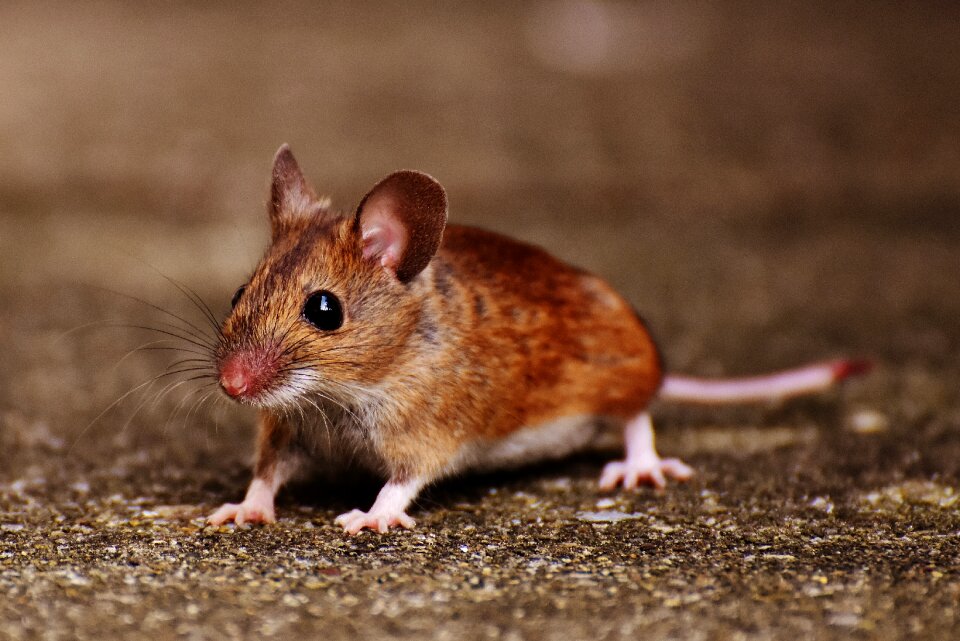 Mammal nager nature