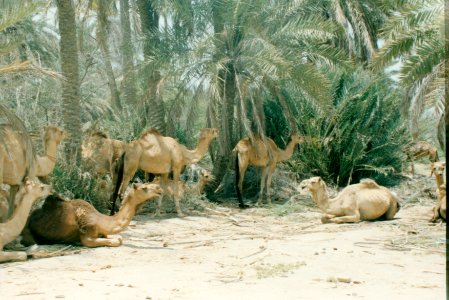 Life in Bahrain