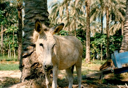 Life in Bahrain