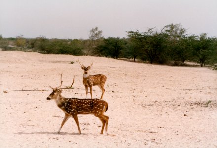 Life in Bahrain