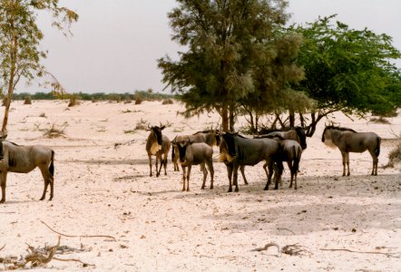 Life in Bahrain