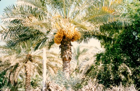 Life in Bahrain