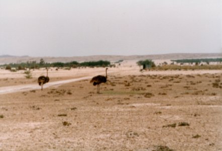 Life in Bahrain