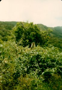 Early Trips to Sri Lanka