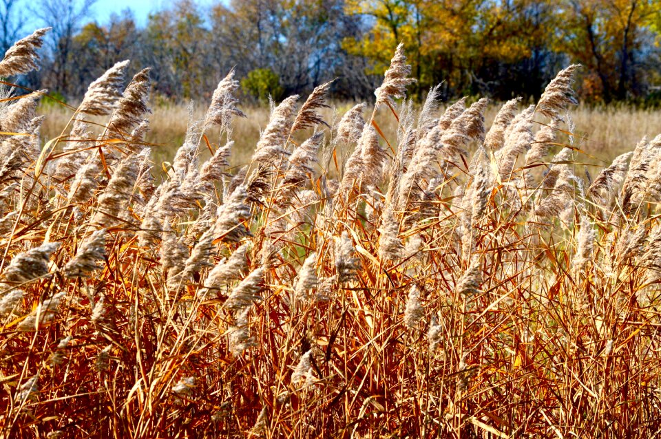 Landscape prairie canada