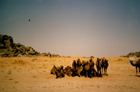 Saudi Snapshots