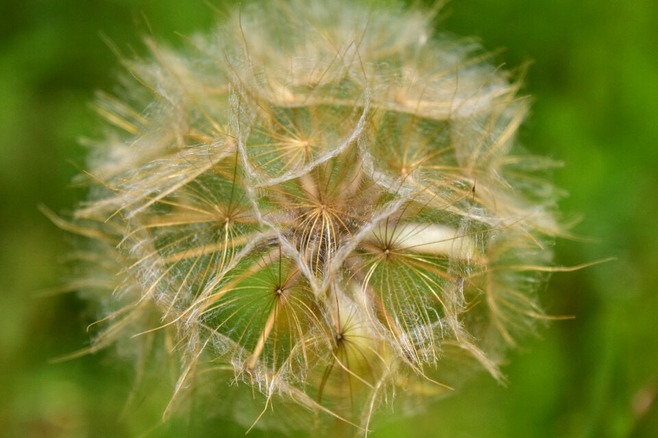 Close up flying seeds plants green