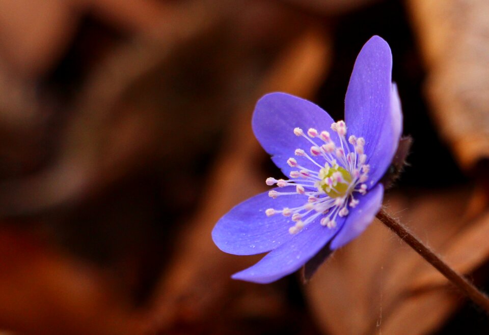 Flower springtime nature