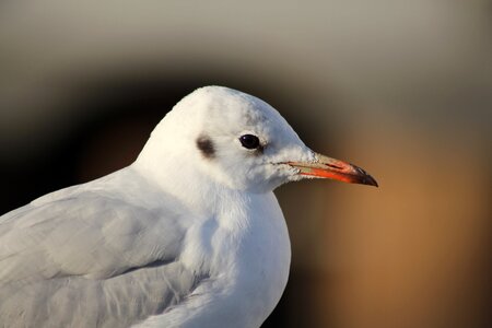 Animal north sea water