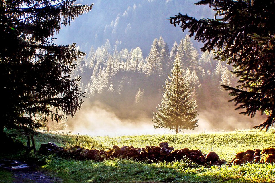 Italy forest trees