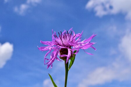 Pointed flower wild flower close up photo