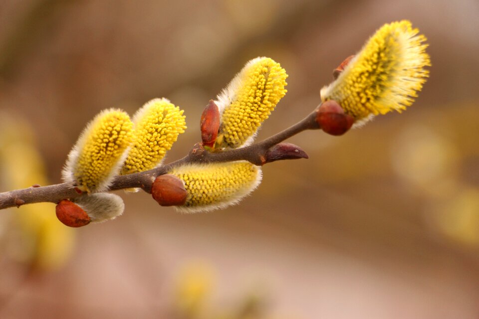 Branch macro blooming