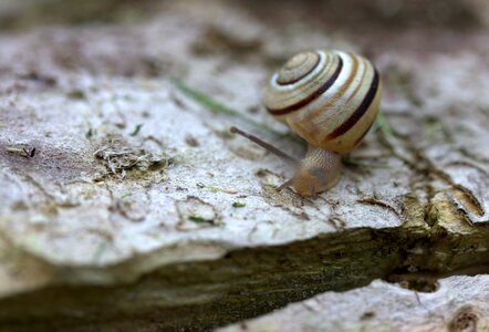 Shell horns my saturday photo