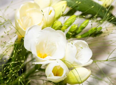 White schwertliliengewaechs floristry