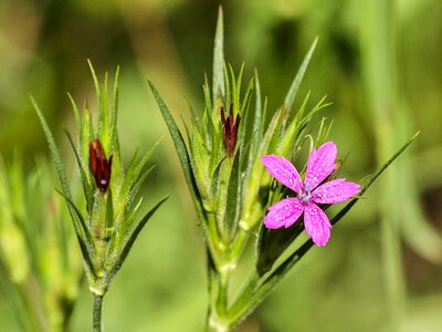 Bloom plant nature