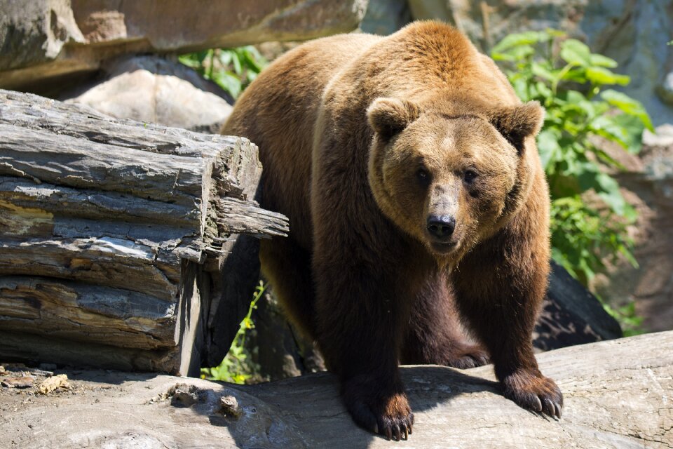 Mammal predator arctos