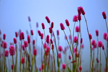 Plant flower picture pink