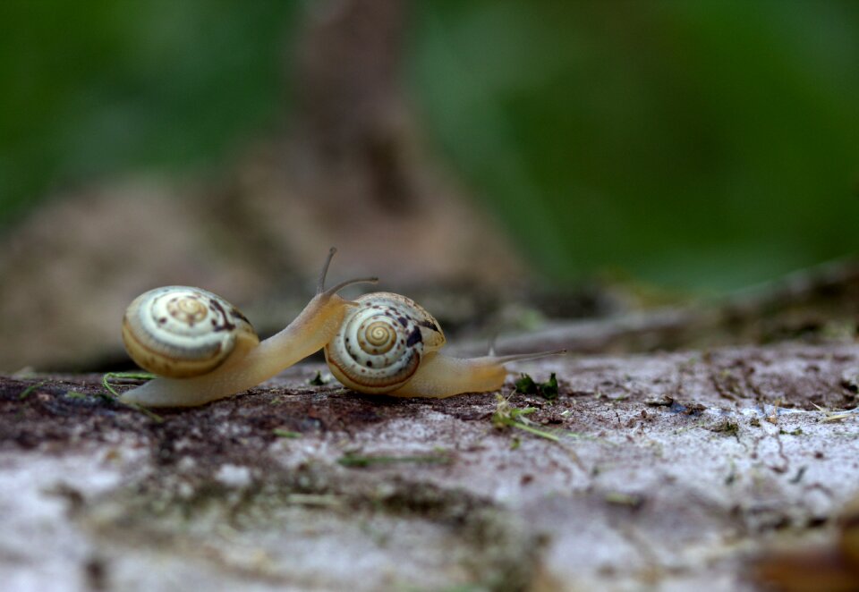 Pair shell love