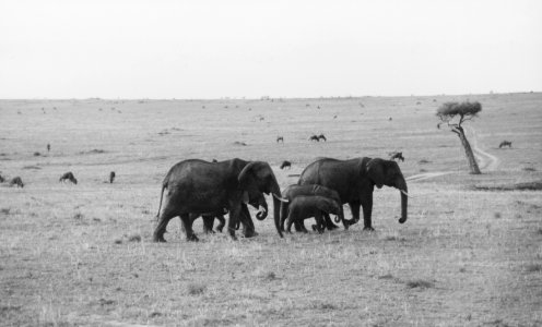 Kenya Safari 1994 (17)