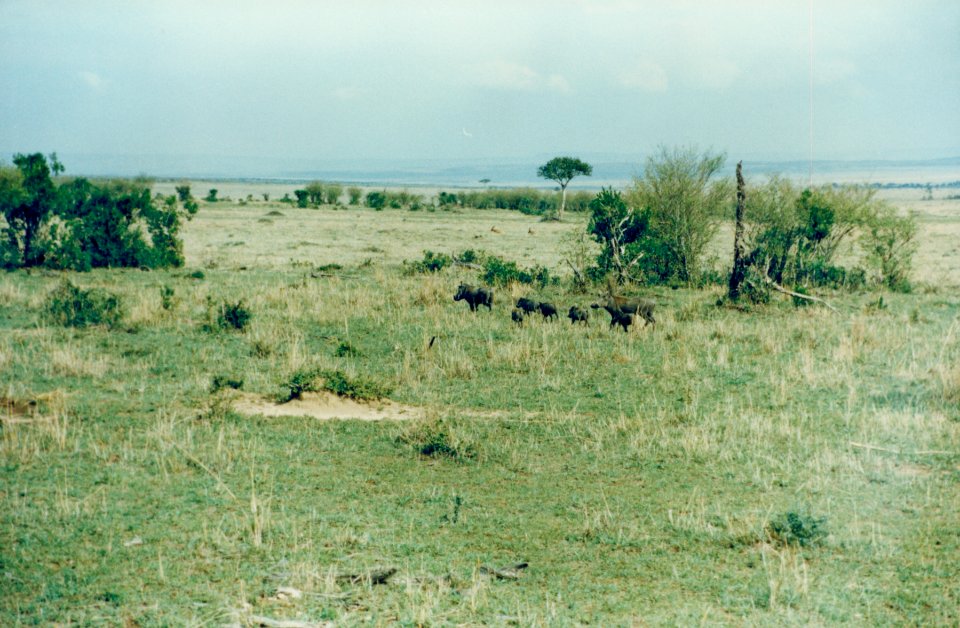 Kenya Safari 1994 (4)
