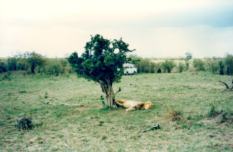 Kenya Safari 1994 (2)